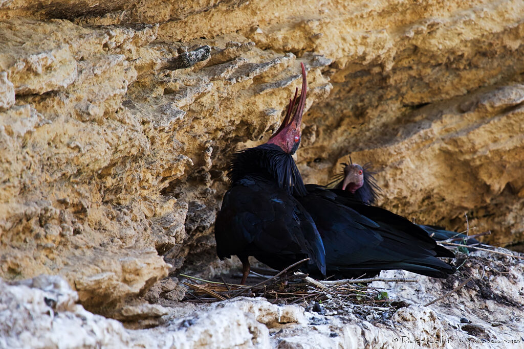 Ibis chauveadulte, Comportement