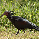 Ibis chauve