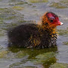 Foulque macroule