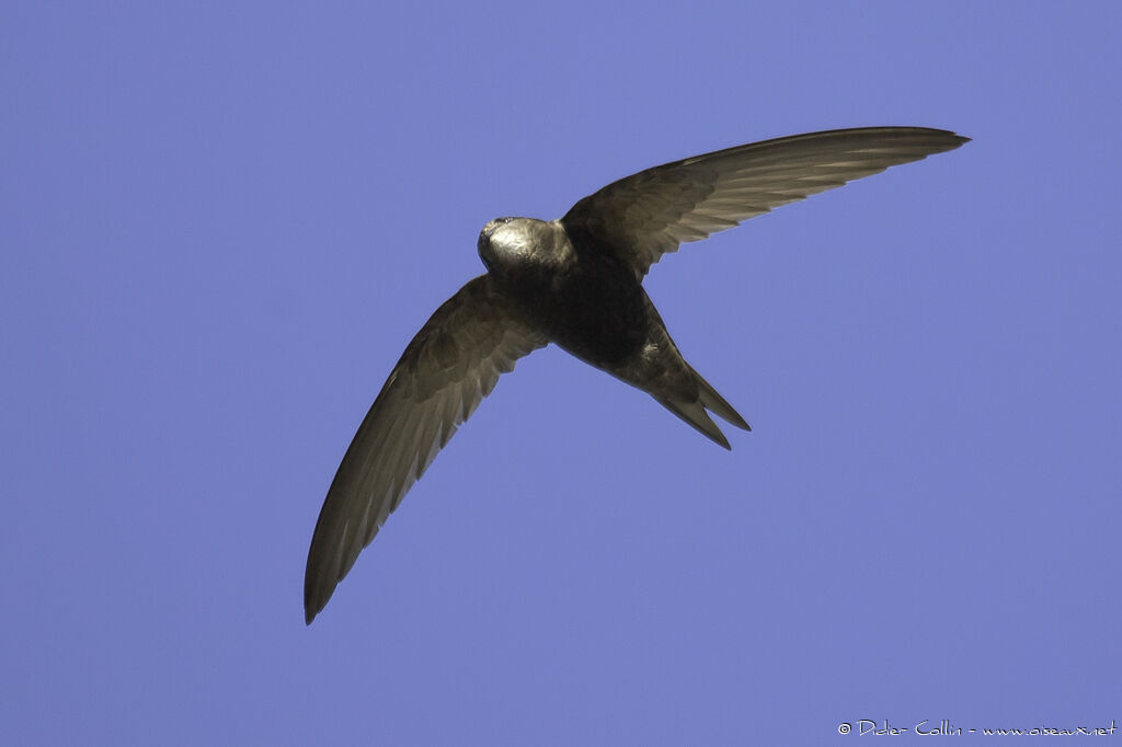 Martinet pâleadulte nuptial, identification