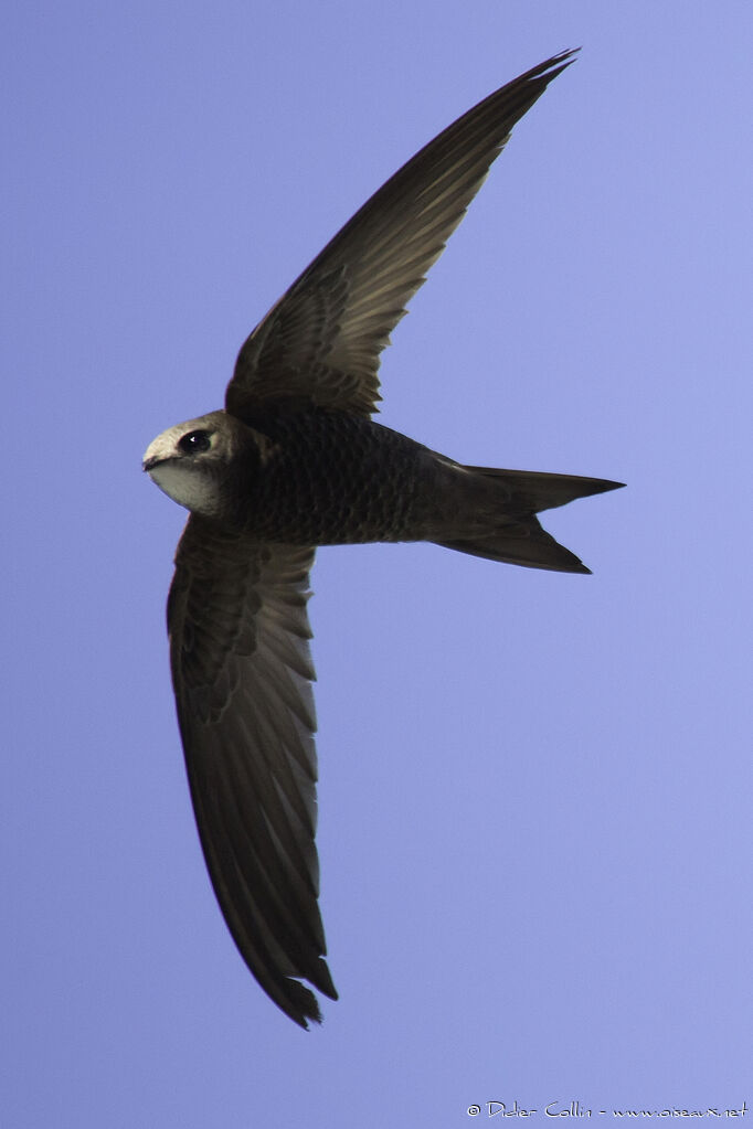 Pallid Swiftadult, identification, Flight
