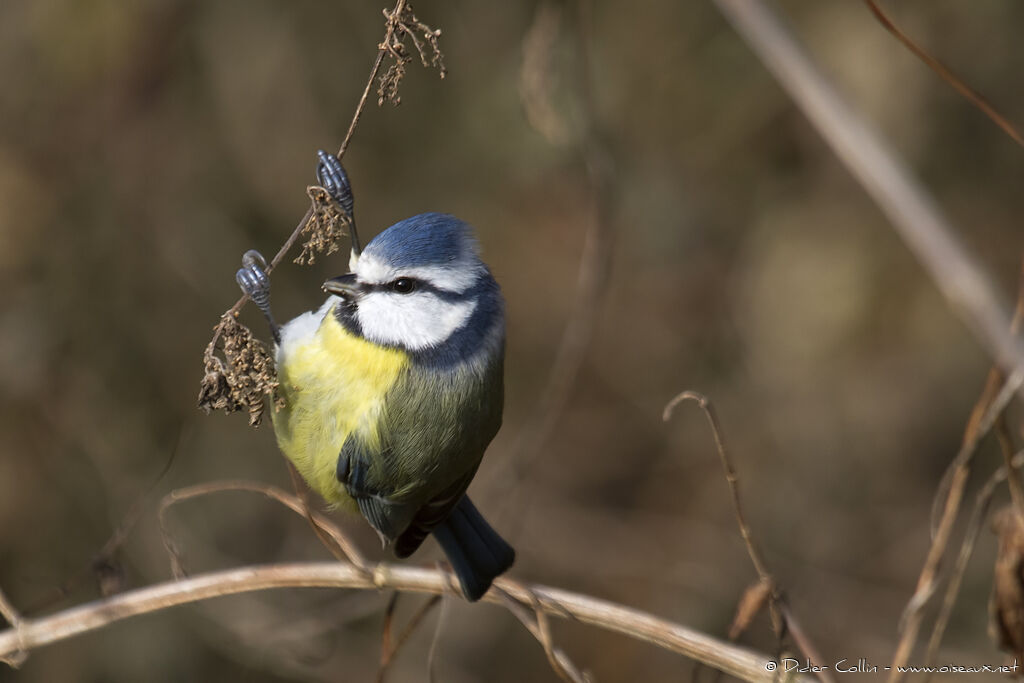 Eurasian Blue Titadult, identification, feeding habits, Behaviour