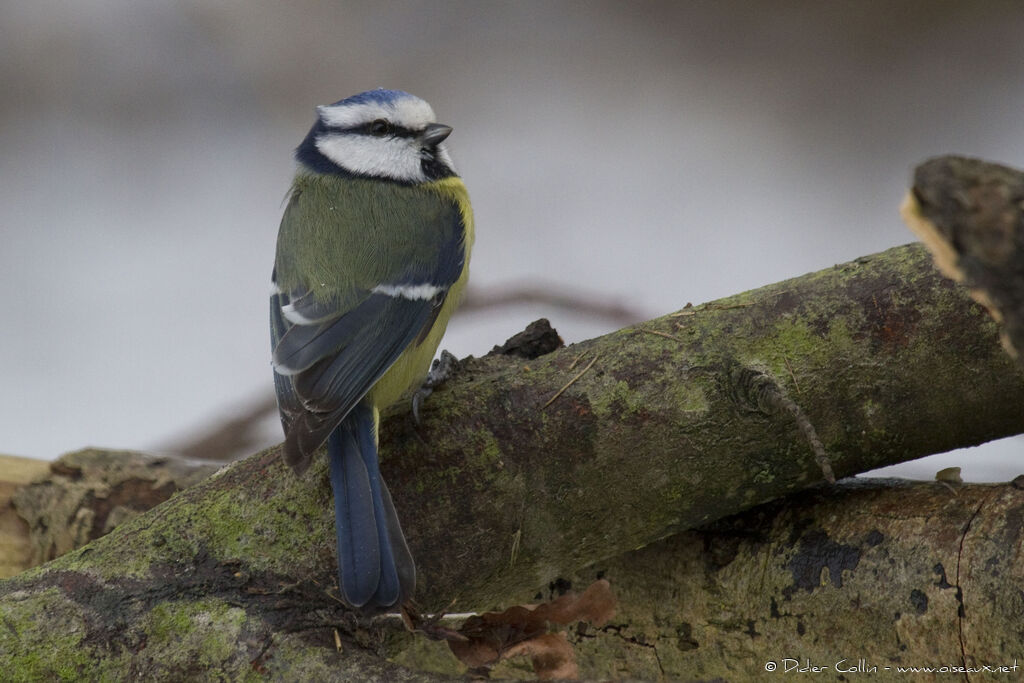Mésange bleueadulte