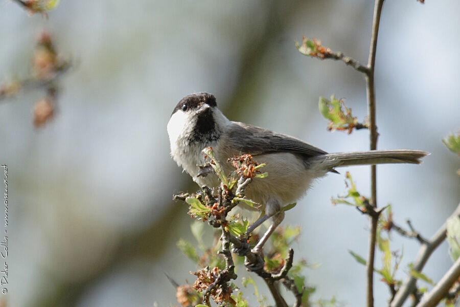 Mésange boréale