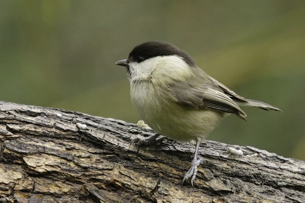Mésange boréaleadulte, identification