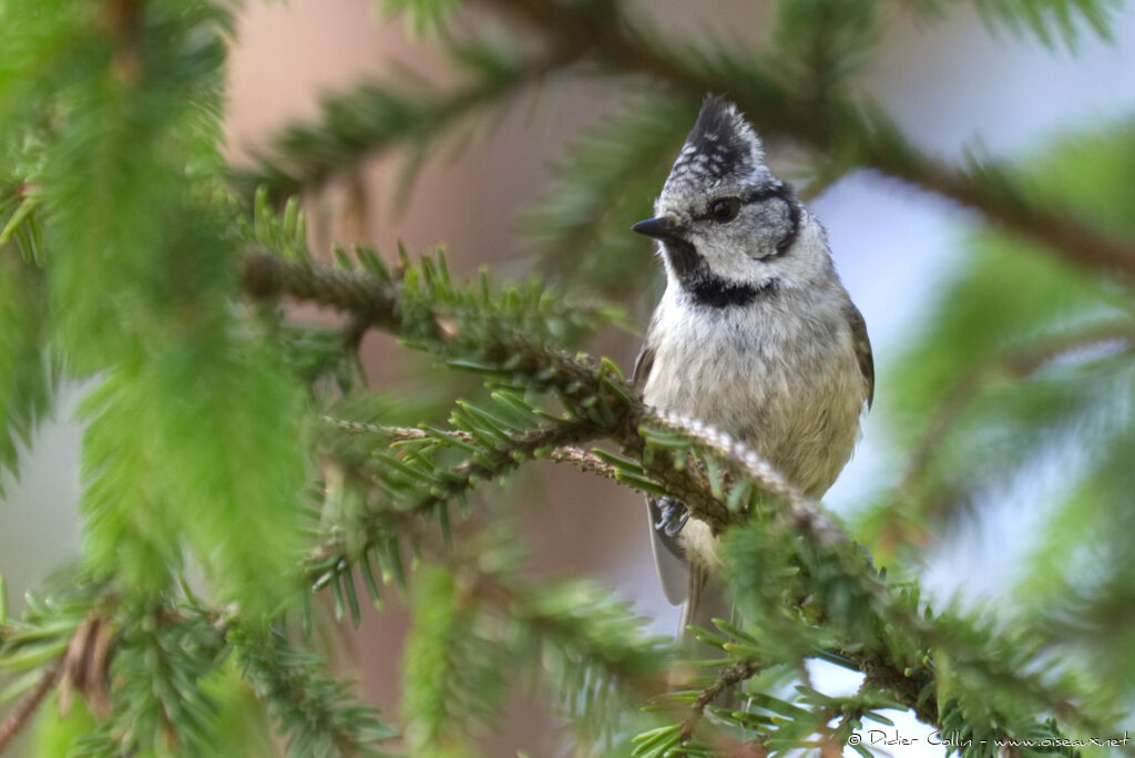 Mésange huppéeadulte, identification