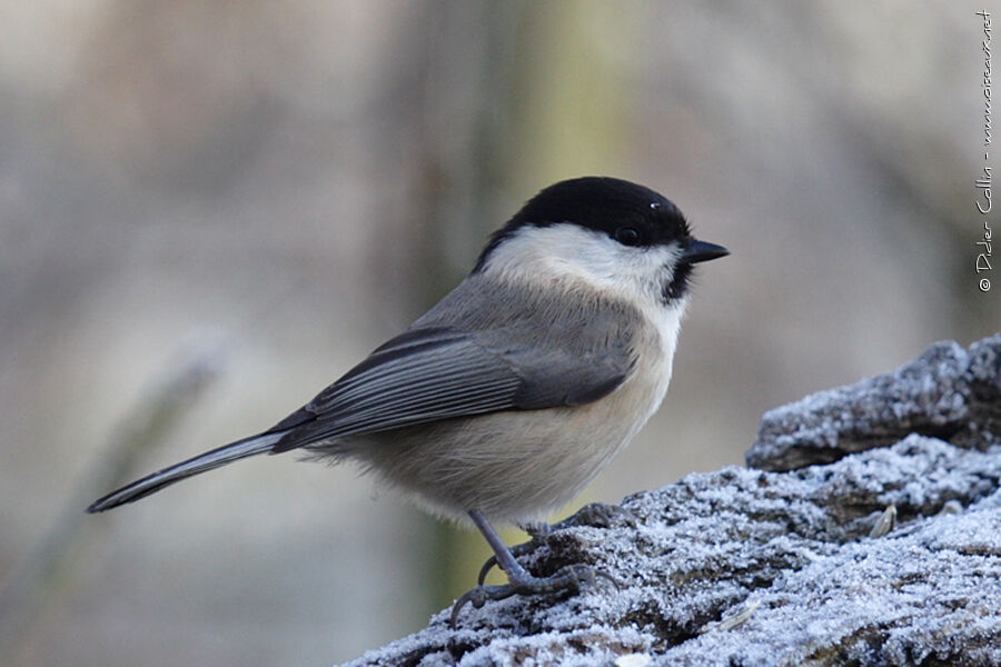 Mésange nonnette
