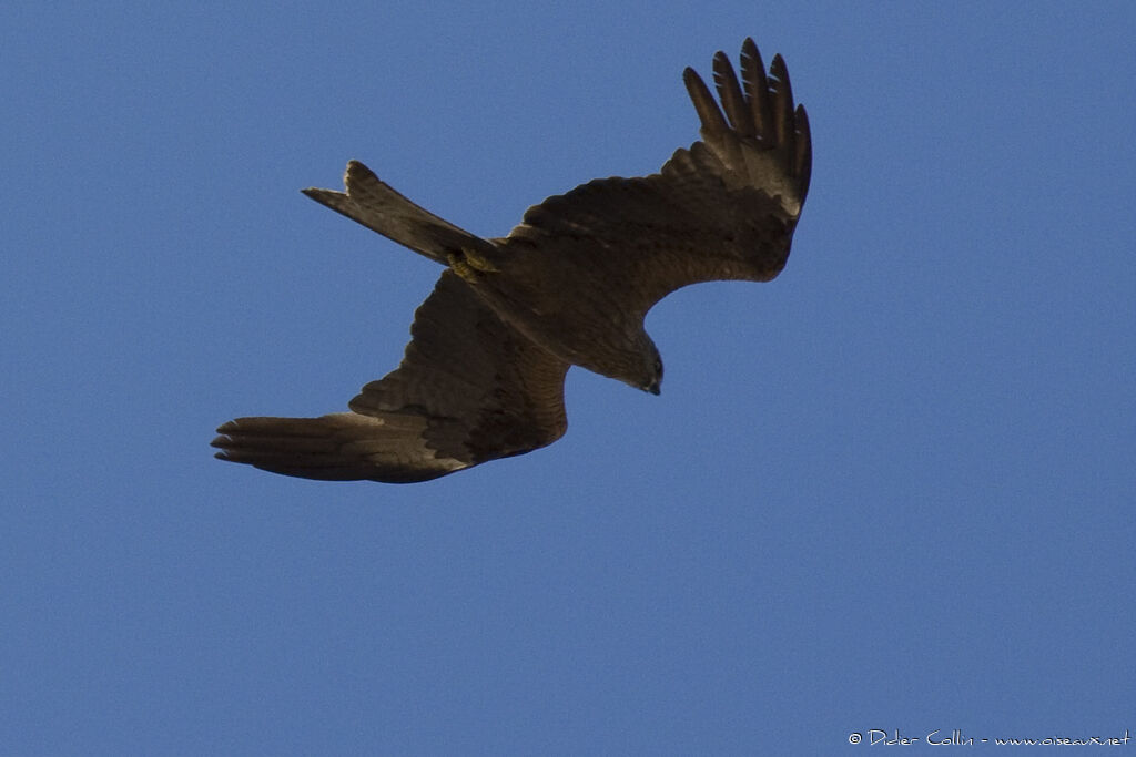 Black Kite