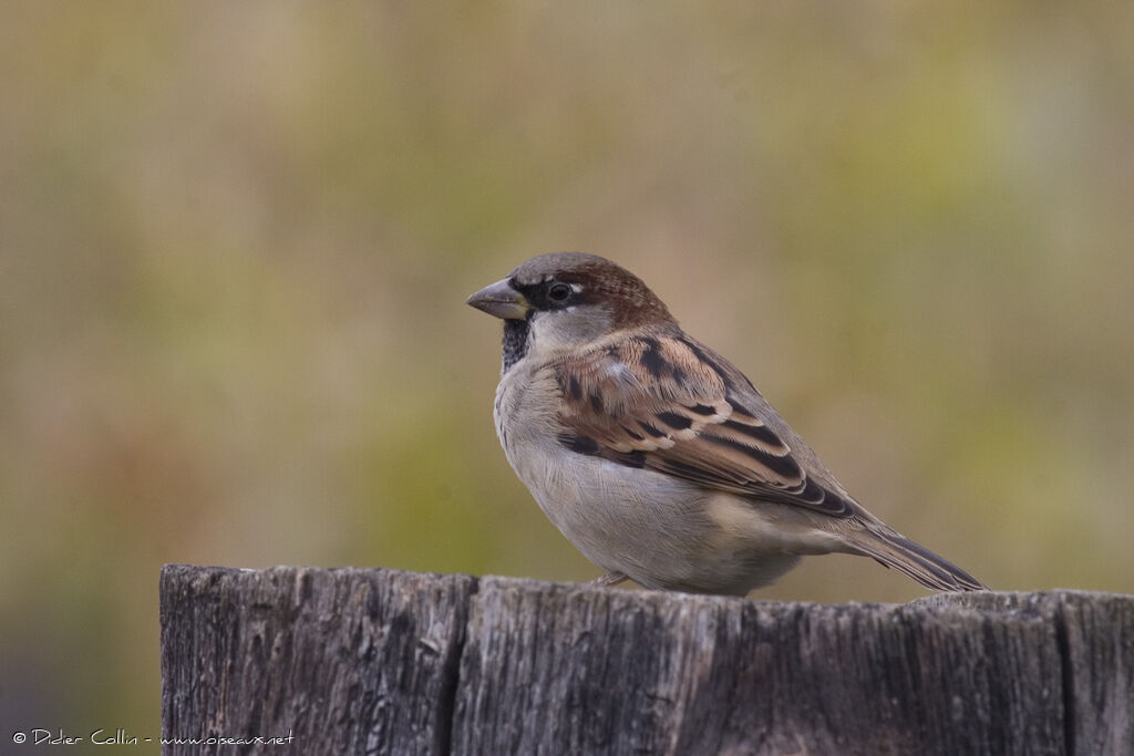 Moineau domestique mâle adulte, identification
