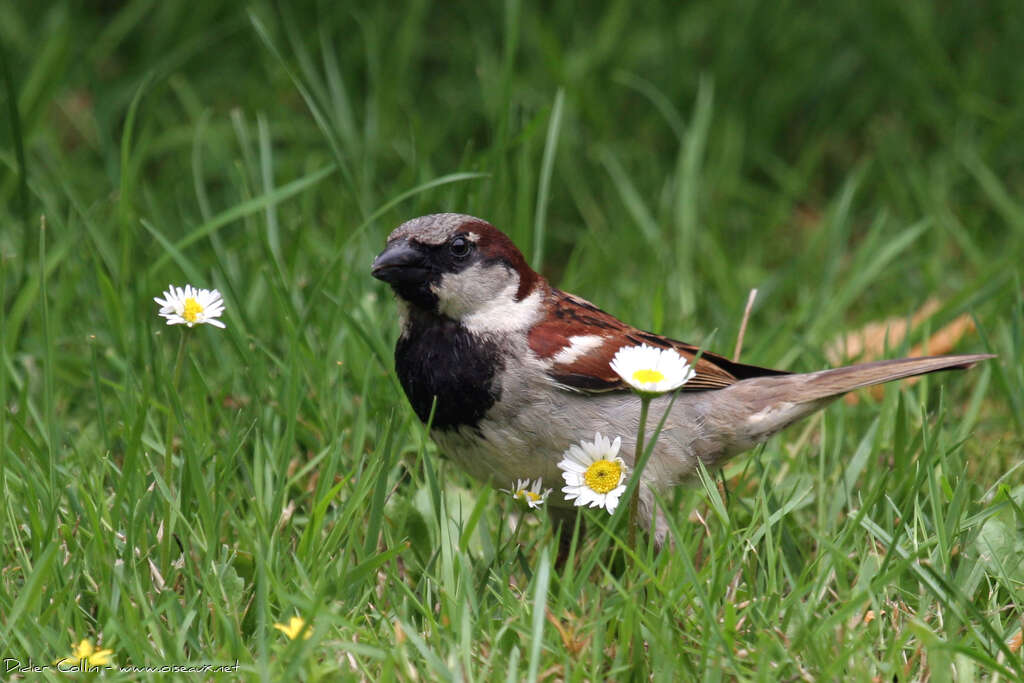 Moineau domestique mâle adulte nuptial, identification