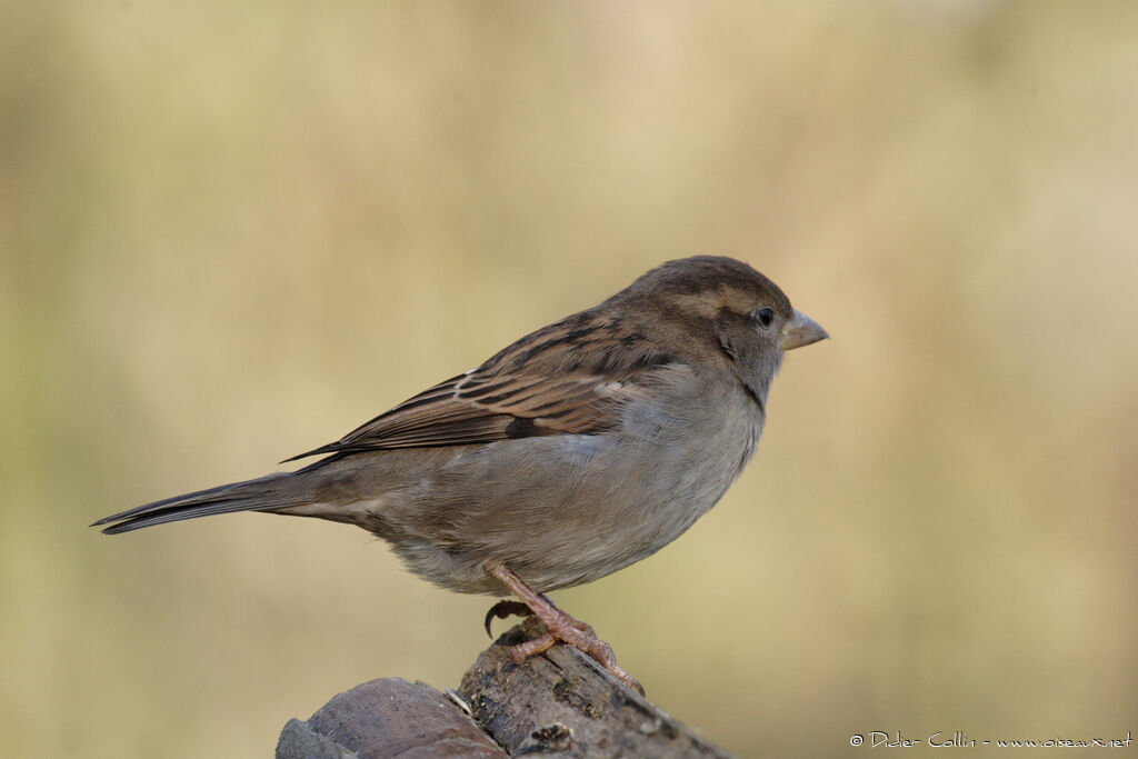 Moineau domestique femelle adulte