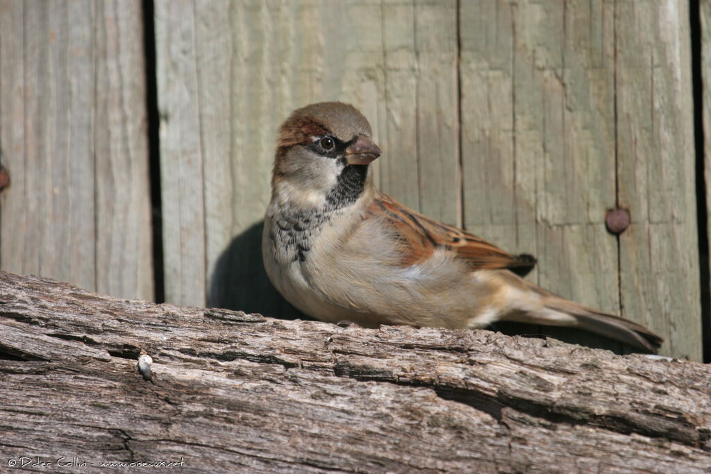 Moineau domestique mâle adulte