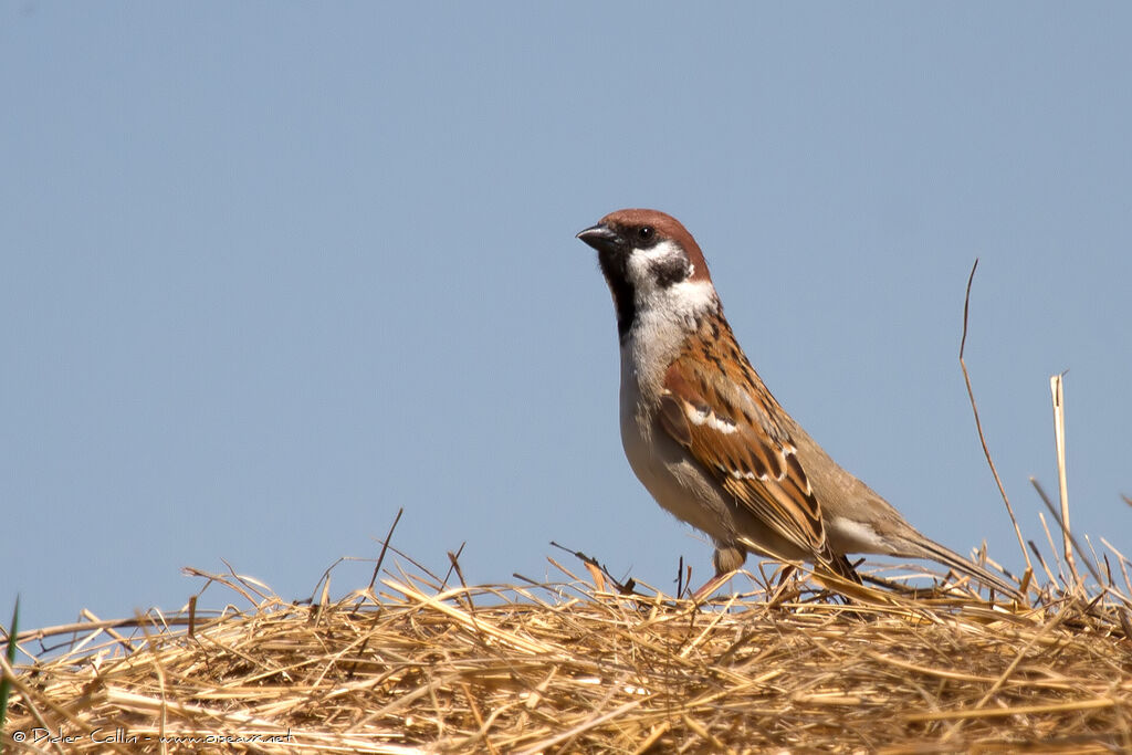 Moineau friquetadulte, identification