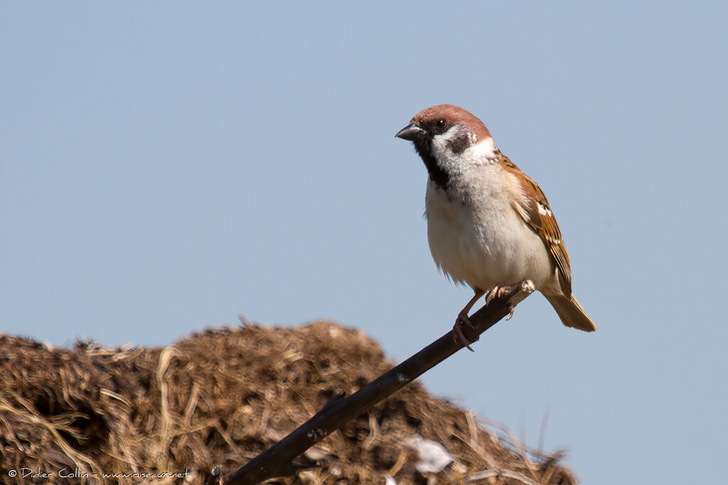 Eurasian Tree Sparrow, identification