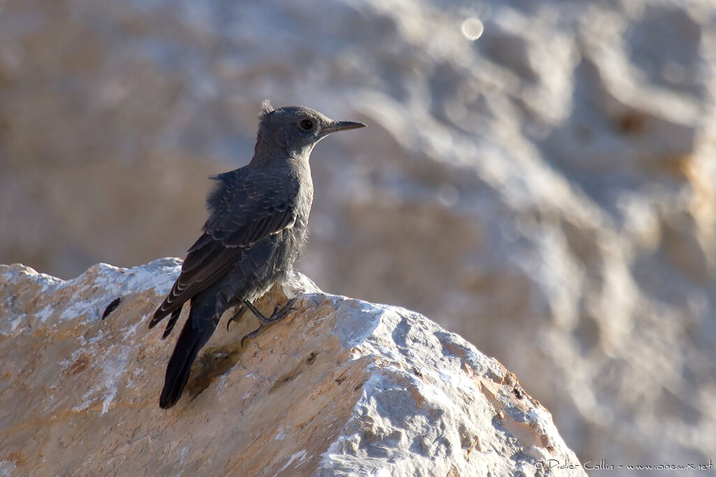 Blue Rock Thrush male adult, identification
