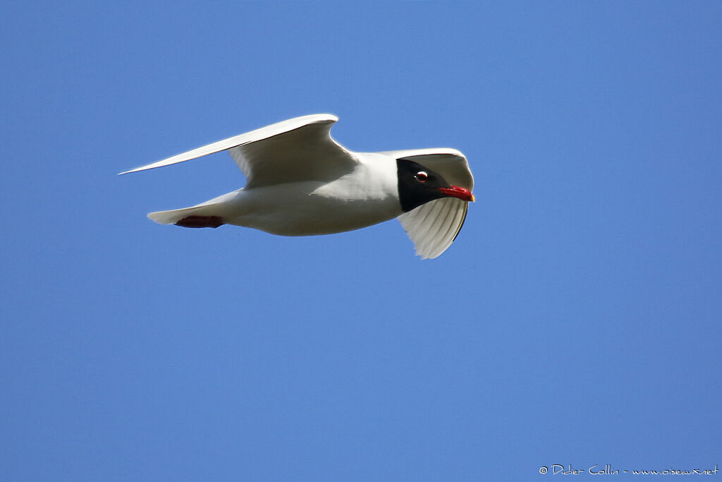 Mediterranean Gulladult breeding, Flight