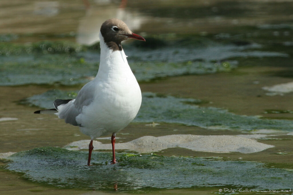 Mouette rieuseadulte nuptial, identification