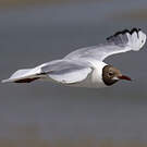 Mouette rieuse