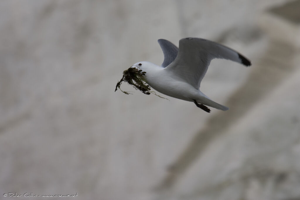 Mouette tridactyleadulte, Comportement