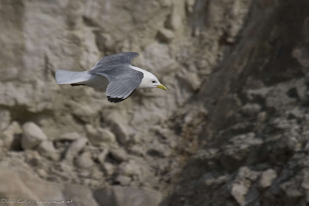 Black-legged Kittiwakeadult breeding, Flight