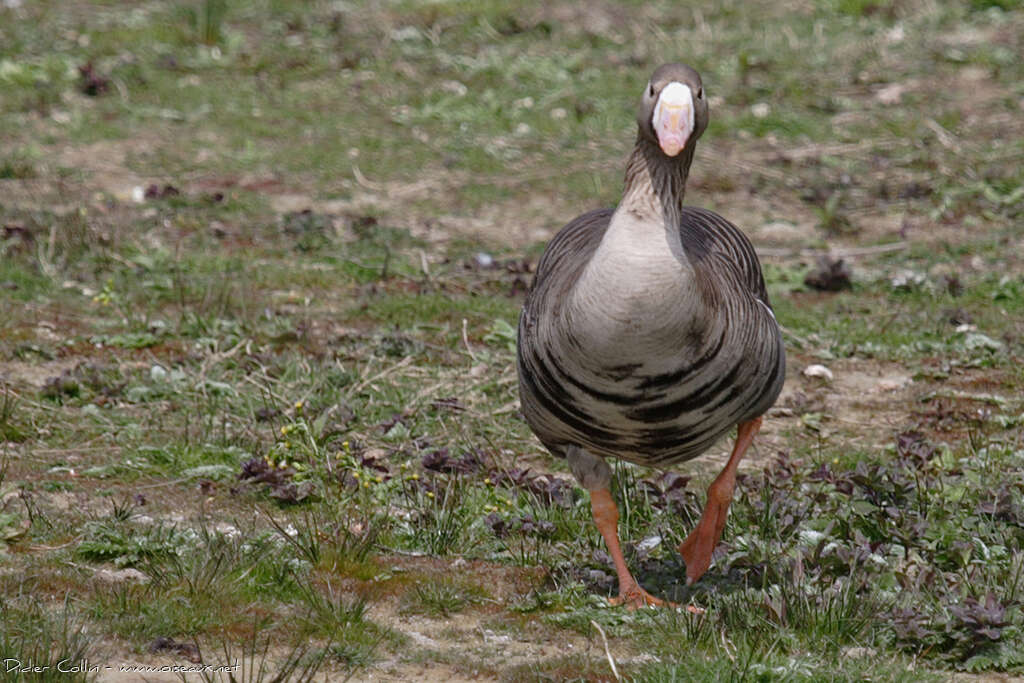 Greater White-fronted Gooseadult breeding, Behaviour