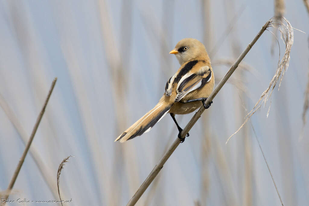 Bearded Reedling male juvenile, identification