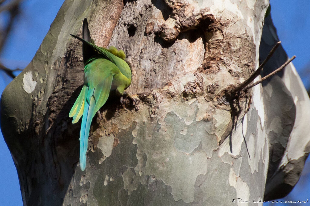 Rose-ringed Parakeetadult, Reproduction-nesting