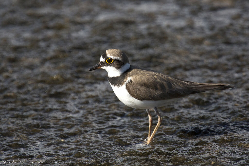 Little Ringed Ploveradult