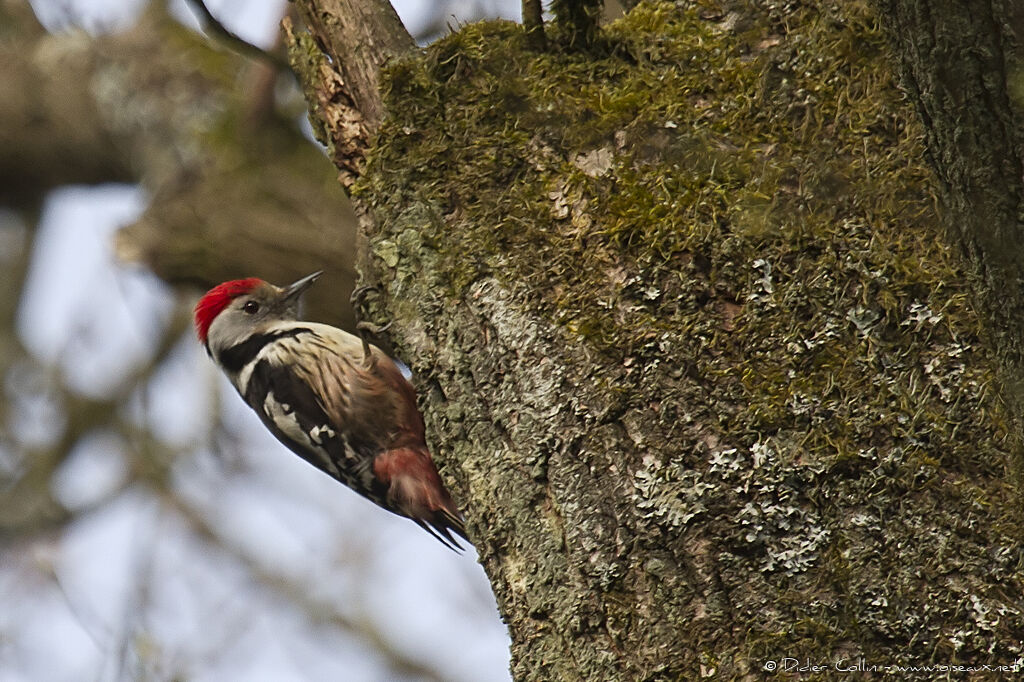 Middle Spotted Woodpeckeradult