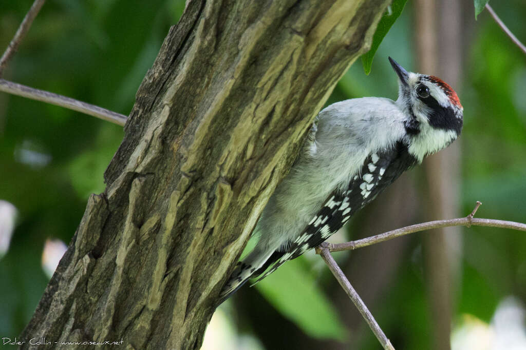 Pic mineur mâle juvénile, identification