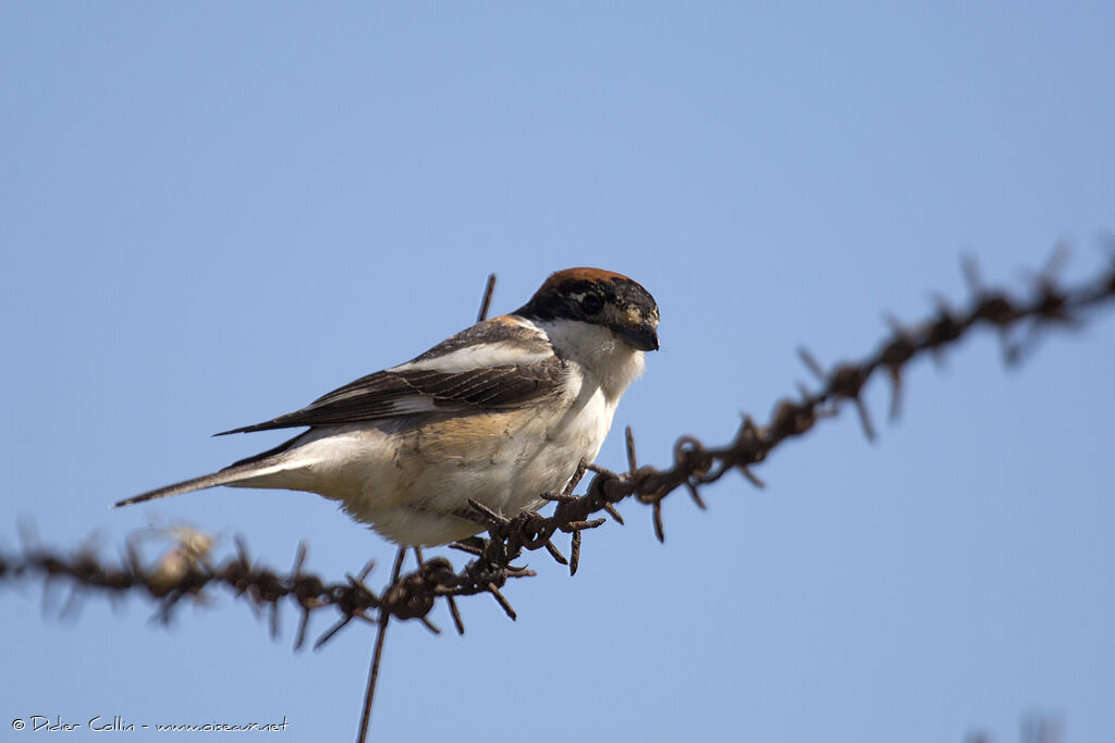 Woodchat Shrike male adult
