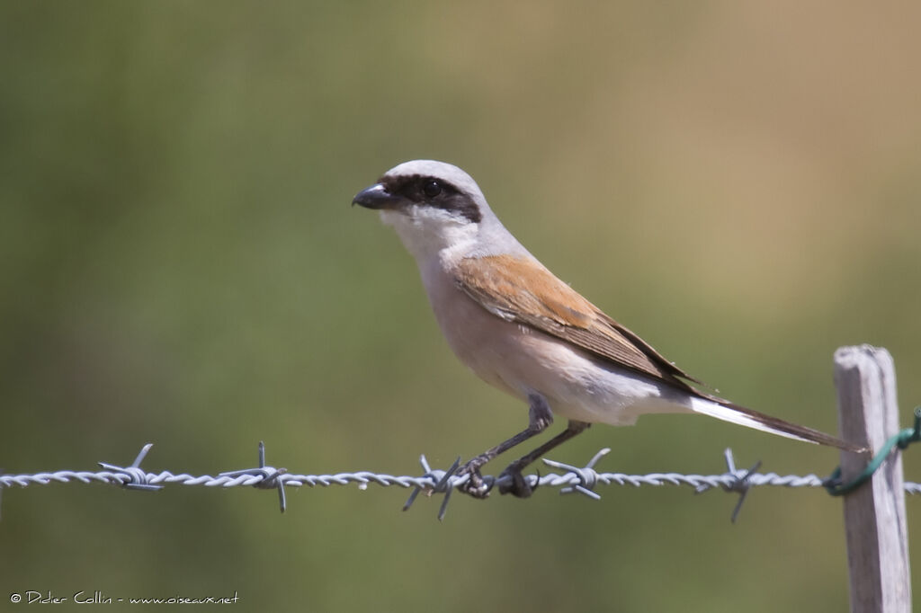 Pie-grièche écorcheur mâle adulte, identification