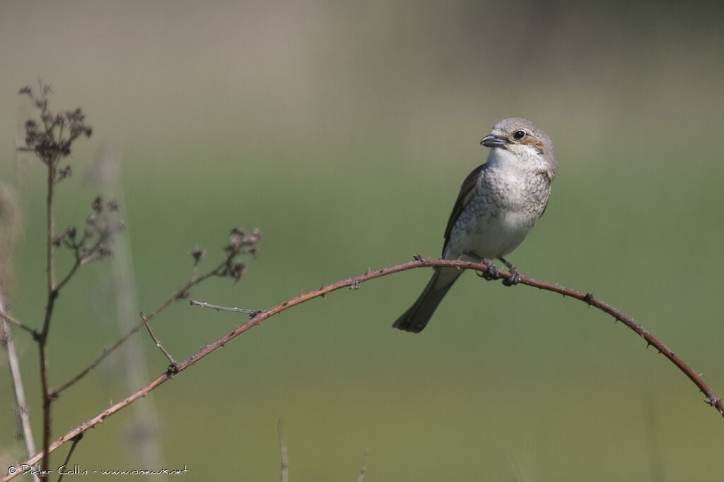 Pie-grièche écorcheur femelle adulte, identification