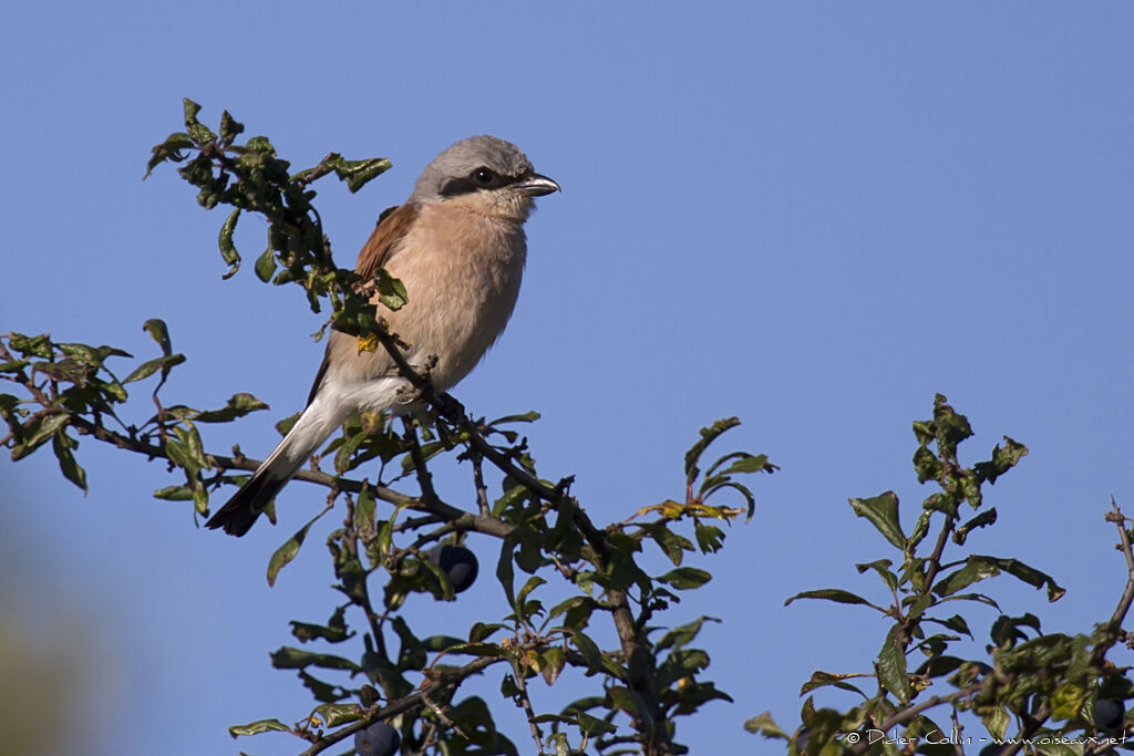 Pie-grièche écorcheur mâle adulte, identification