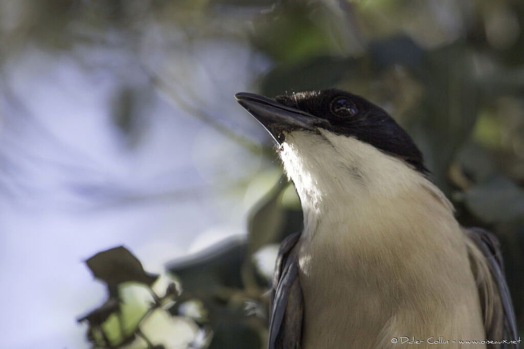 Iberian Magpieadult, close-up portrait
