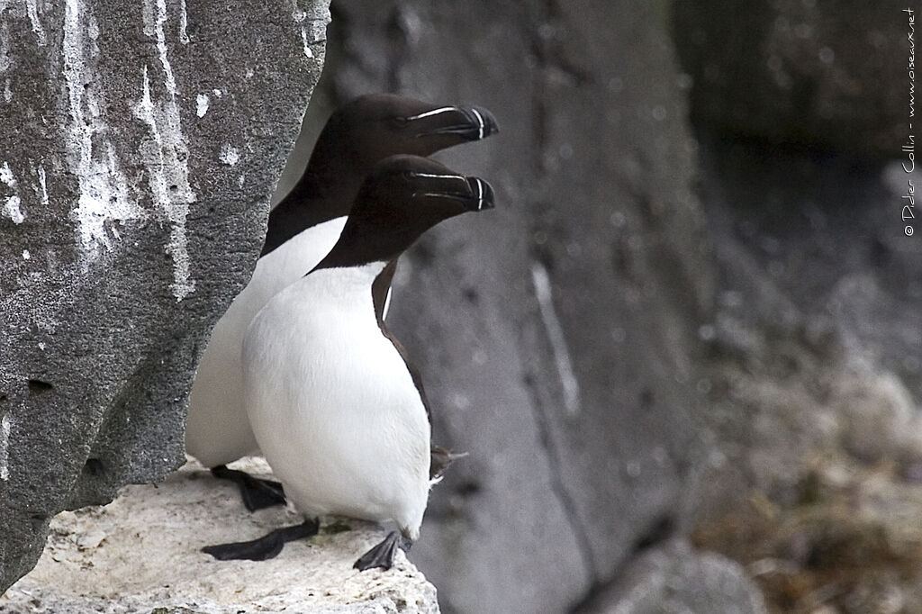 Pingouin tordaadulte