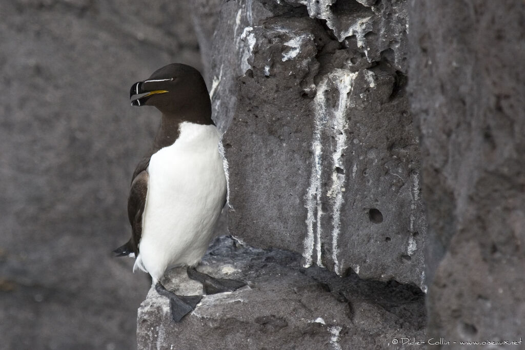 Pingouin tordaadulte nuptial, identification
