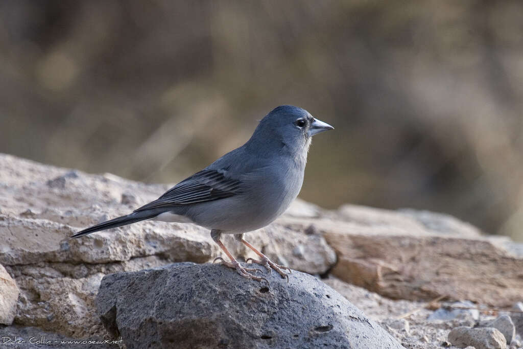 Tenerife Blue Chaffinch male adult, identification