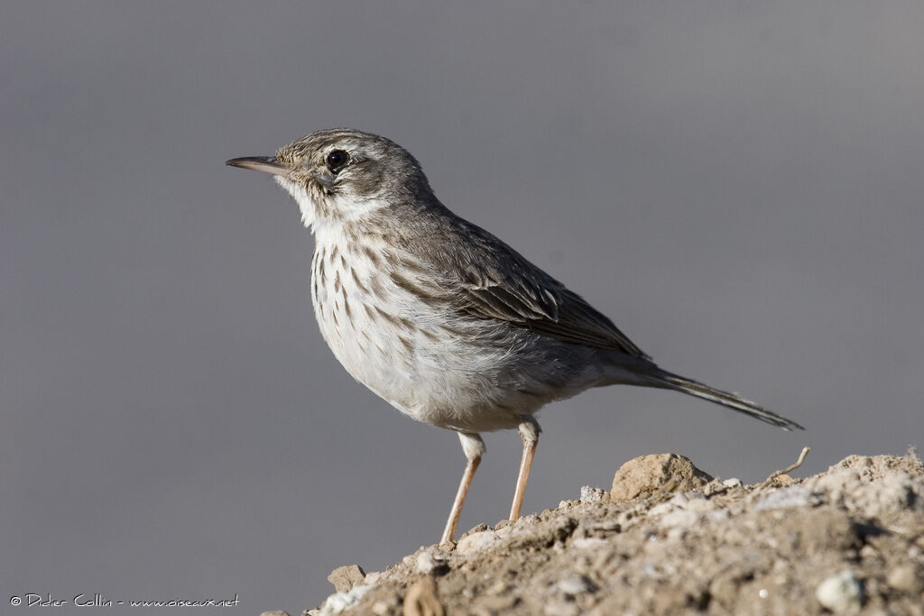 Pipit de Berthelot, identification