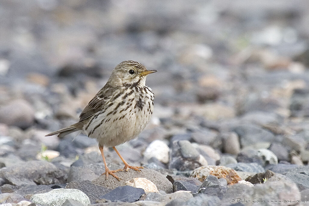 Meadow Pipit