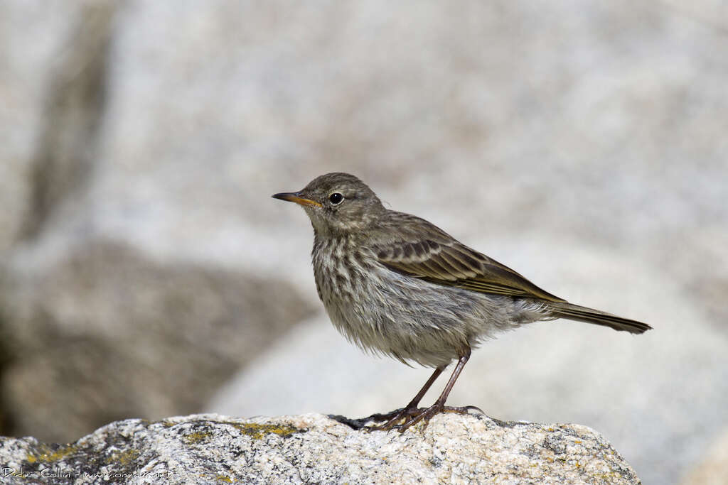 Pipit maritime1ère année, identification