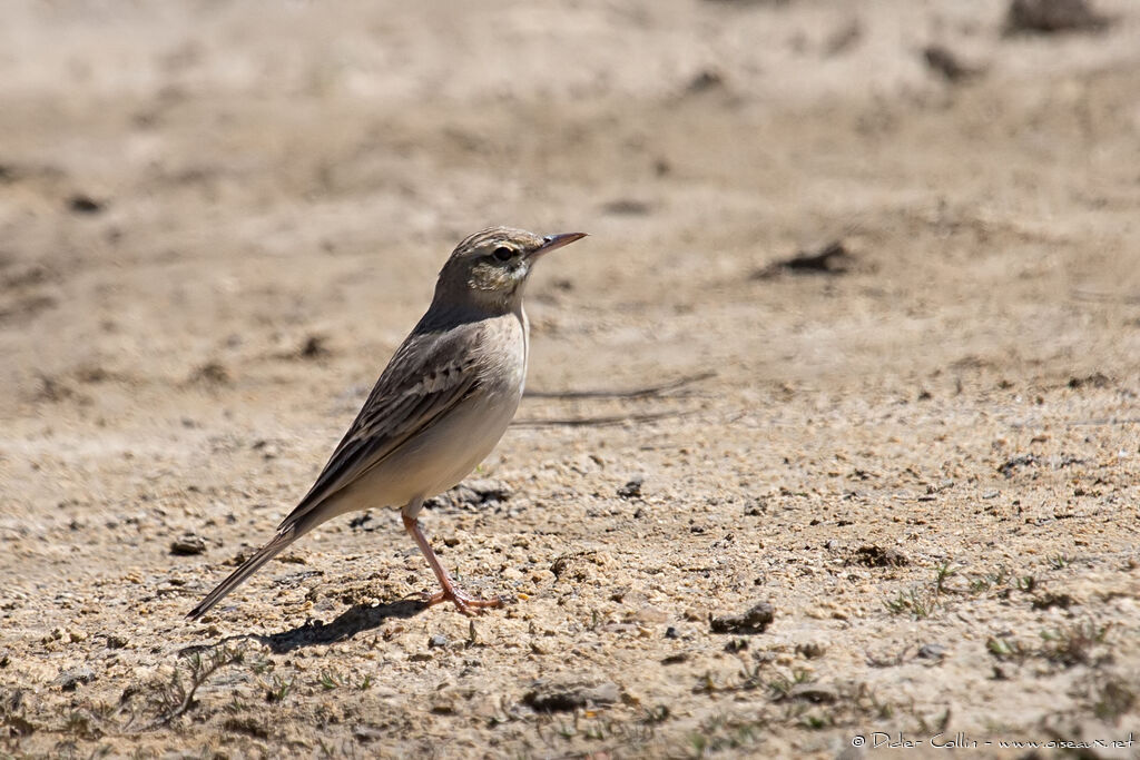 Pipit rousselineadulte, identification