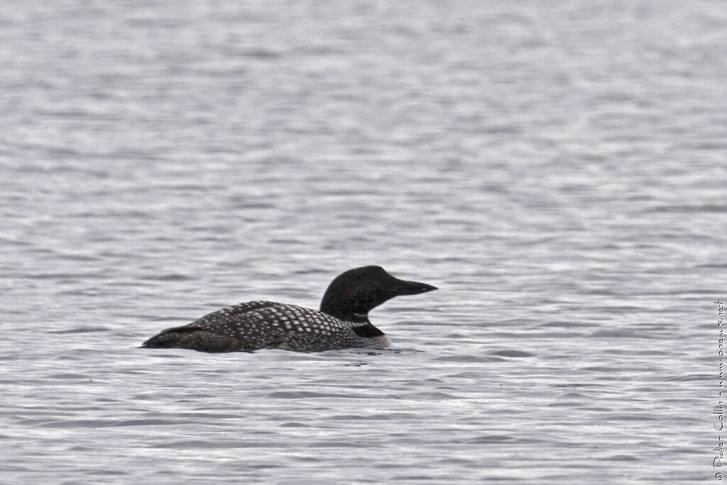 Plongeon imbrinadulte nuptial, identification