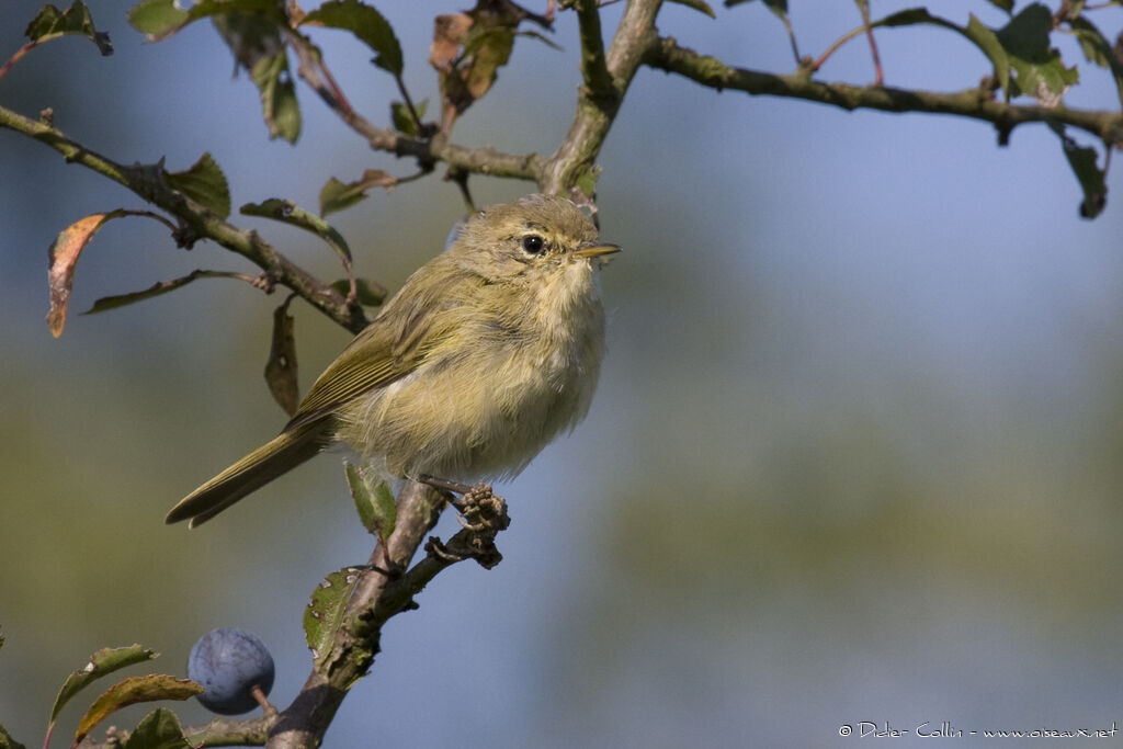 Common Chiffchaffadult, identification