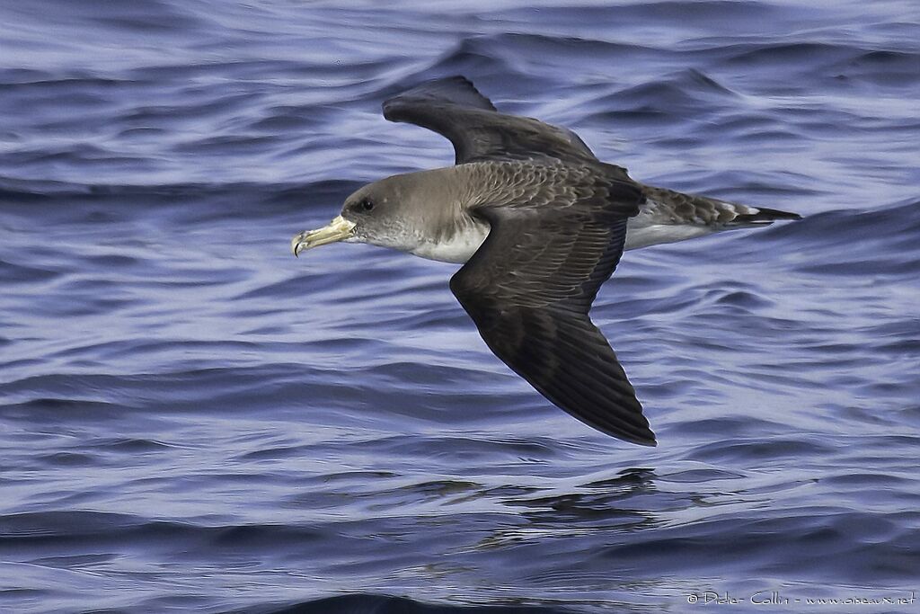 Scopoli's Shearwateradult breeding, Flight