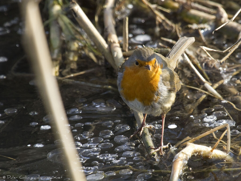 European Robin
