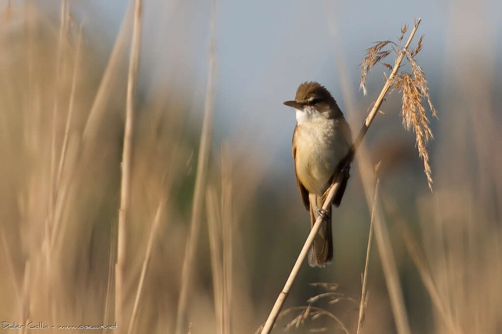 Great Reed Warbleradult, habitat, Behaviour