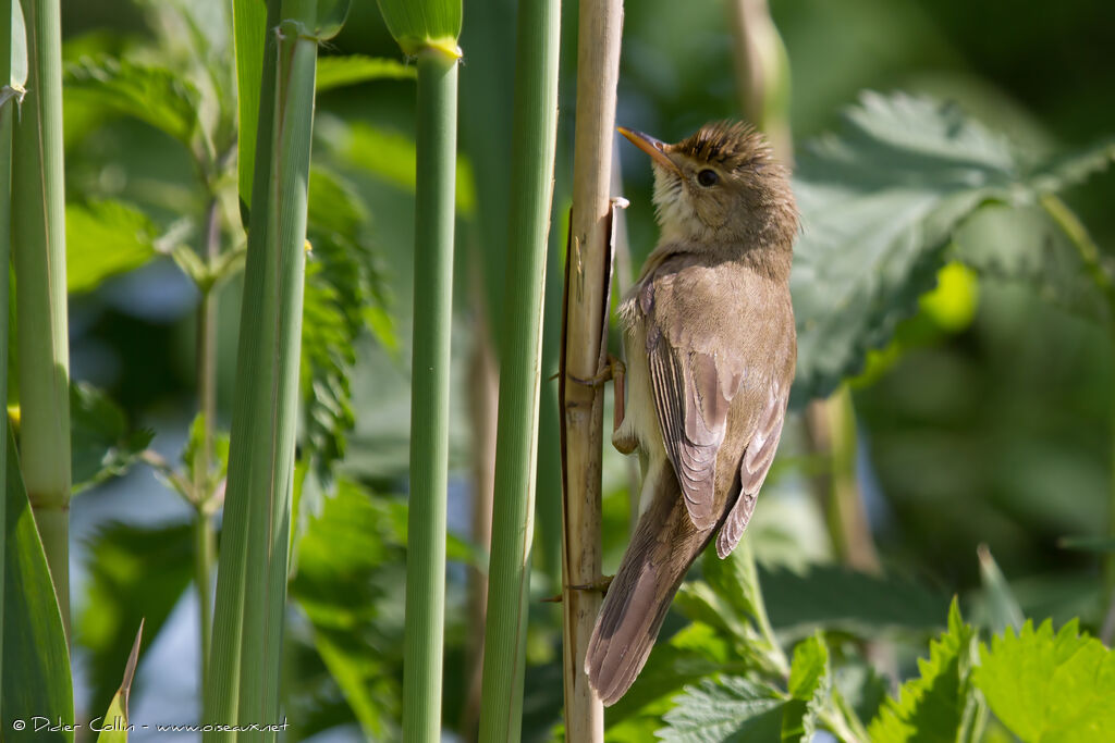 Rousserolle verderolleadulte nuptial, identification