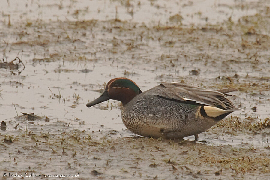 Eurasian Teal male adult