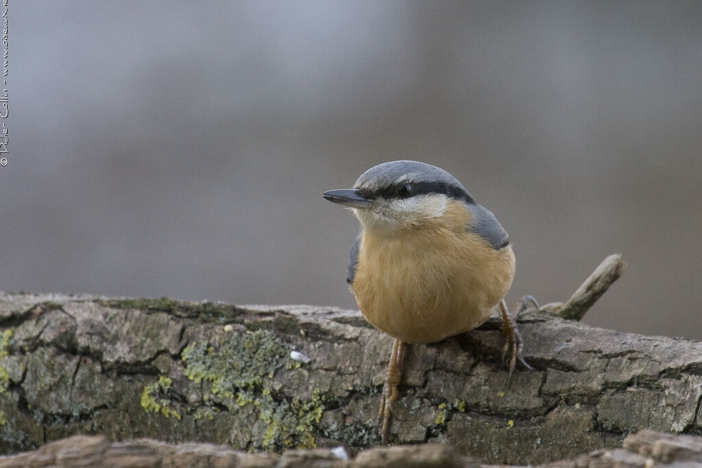 Eurasian Nuthatch, identification